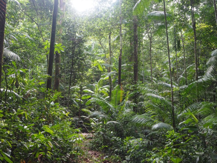 - Floresta maranhense, Serra do Bicho, Terra Indígena Caru (Foto: Robert Miller)