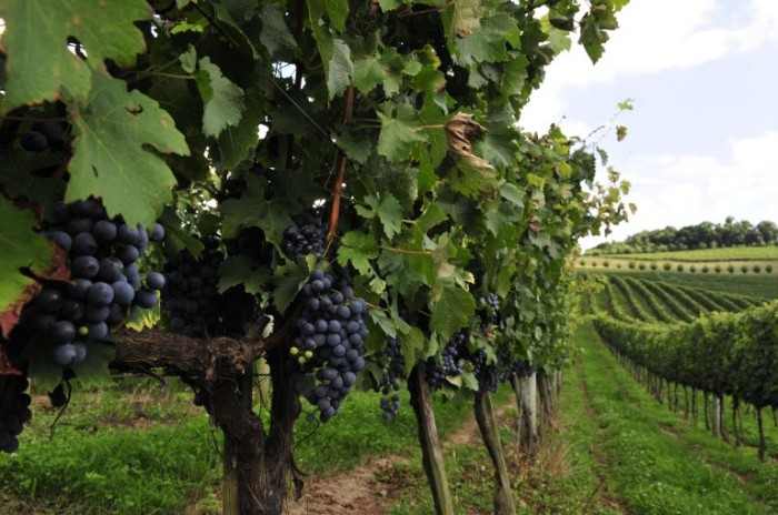 Municípios da Serra Gaúcha se destacam na produção nacional de vinho - (Foto: Marco Couto/Assembleia Legislativa do RS)