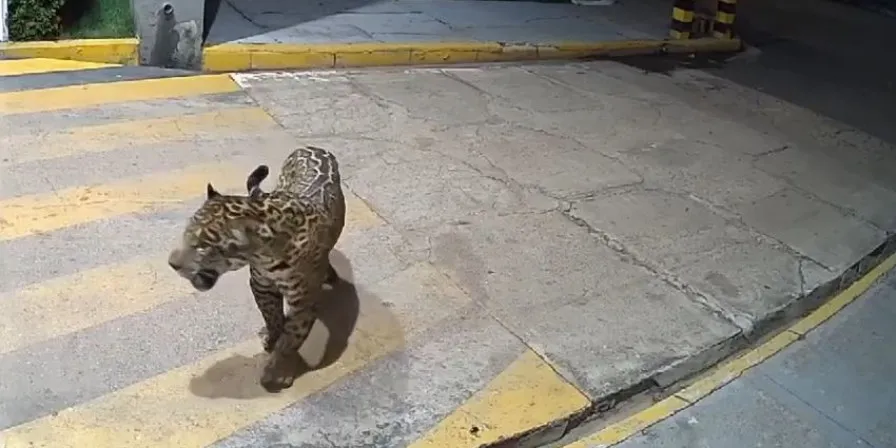 A busca por uma onça em Imperatriz começou após um vídeo viralizar com imagens de câmera de segurança, onde mostra o animal na porta de um condomínio na cidade, durante a madrugada do dia 25 de março de 2025. Foto: Internet